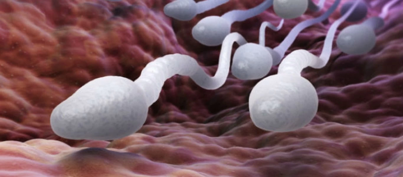 Έρευνα αποκαλύπτει: Ποια σπερματοζωάρια οδηγούν σε υγιή παιδιά;